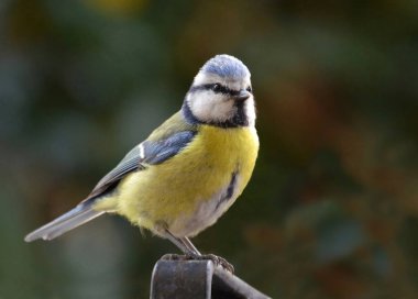 tomtit portre arka plan üzerinde