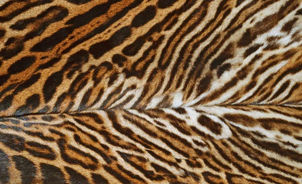 Крупный План Текстуры Леопарда — стоковое фото