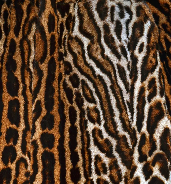 Close Leopardo Textura Fundo — Fotografia de Stock