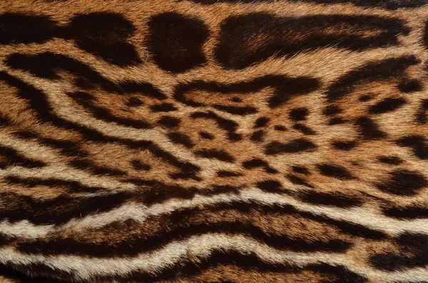 Giaguaro Sfondo Texture Modello — Foto Stock