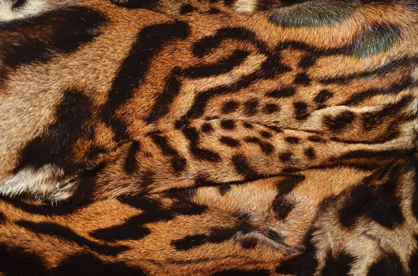 Closeup Της Bobcat Υφή Φόντου Φωτογραφία Αρχείου