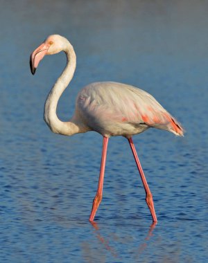 Gölde flamingo