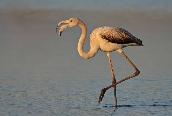 Gölde Flamingo — Stok fotoğraf