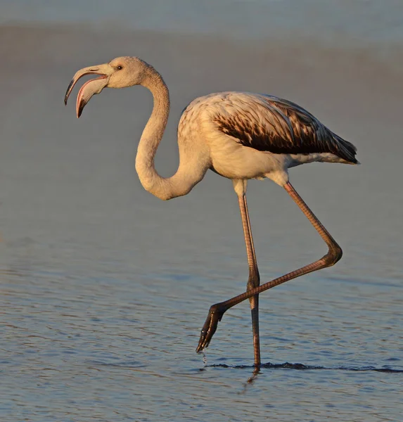 Flamingo Jezeře — Stock fotografie