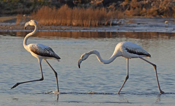 Flamingi Walczące Stawie Zachodzie Słońca — Zdjęcie stockowe