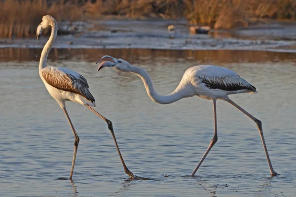 Flamingi Walczące Stawie Zachodzie Słońca — Zdjęcie stockowe