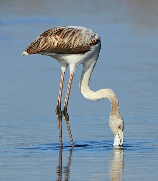 Flamingo Voeden Het Water Van Het Meer — Stockfoto