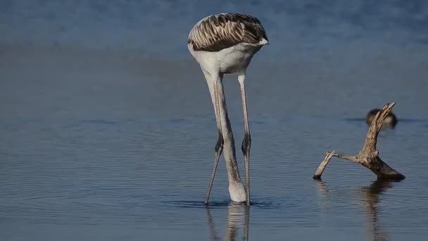 Flamingos Fressen Wasser Des Sees — Stockvideo