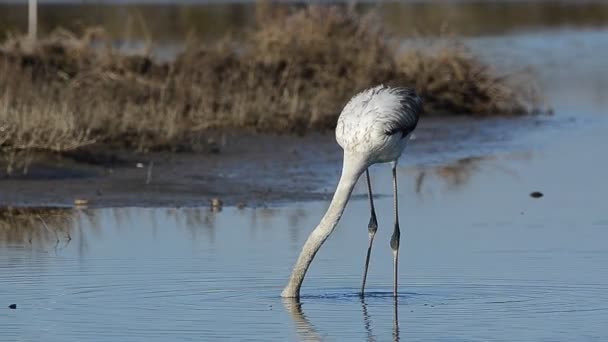 Flamingos Fressen Wasser Des Sees — Stockvideo