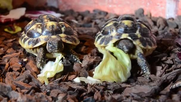 一对饥饿的乌龟在喂莴苣叶 — 图库视频影像