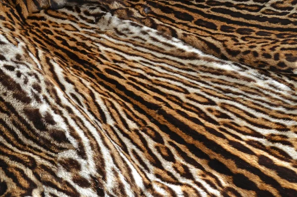 Closeup Leopard Fur Background — Stock Photo, Image