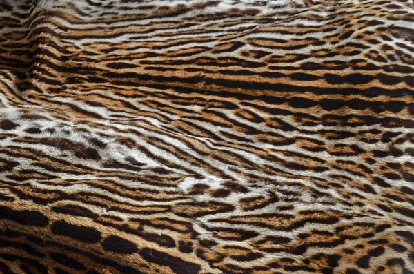 Feline Fur Background Texture Pattern — Stock Photo, Image