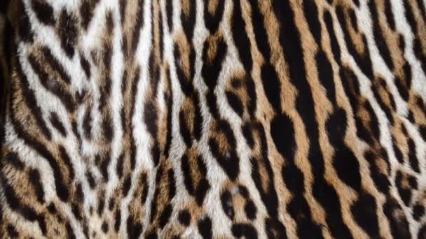 豹纹毛皮背景纹理 — 图库视频影像