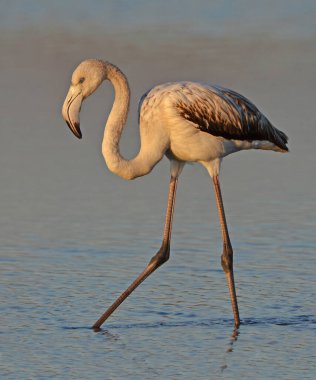 Genç flamingo gün batımında gölde yürüyor.