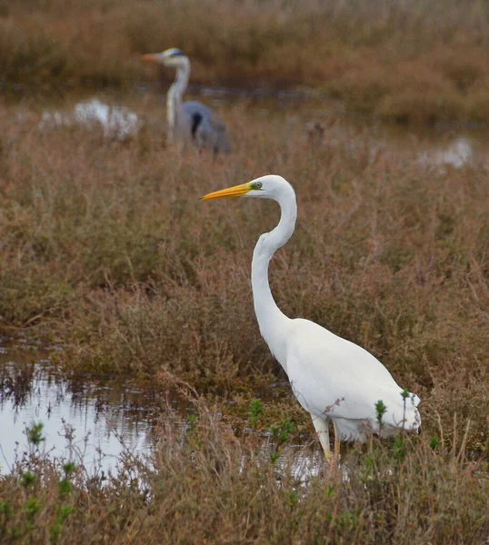 White Blue Herons — Stock Photo, Image