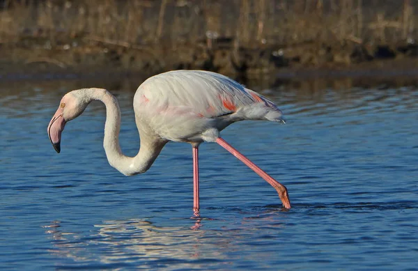 Różowy Flamingo Karmienie Jeziorze — Zdjęcie stockowe