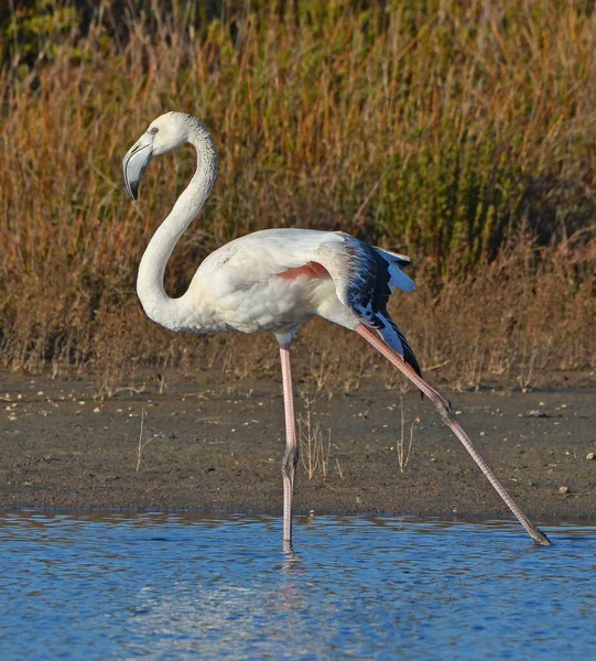 Young Flamingo Stretching Pond — Stock Photo, Image