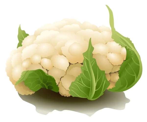 Coliflor con sombra aislada — Vector de stock