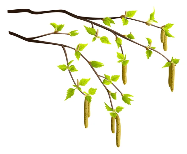 Wiosną gałęzie drzewa brzoza — Wektor stockowy
