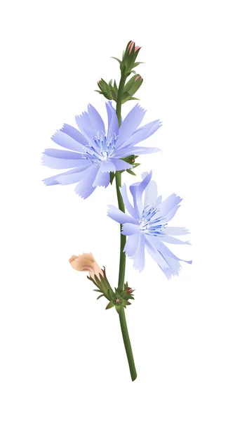 Chicorée-Blume isoliert — Stockvektor