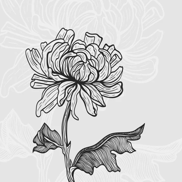 Chrysant. Botanische illustratie. — Stockvector