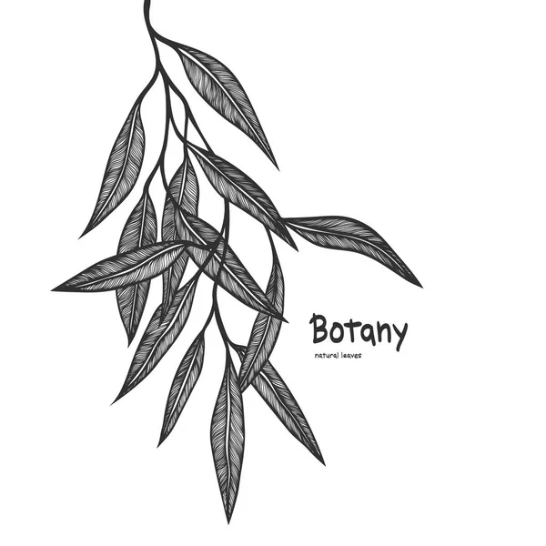 Geht. botanische Illustration. — Stockvektor