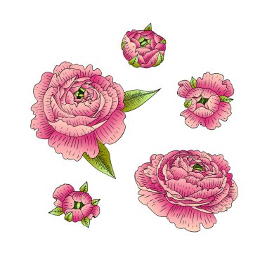 Vektör kümesi Düğünçiçeği. Beyaz arka plan üzerinde izole çiçekler.