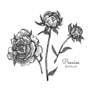 Ayrıntılı el set - peonies çiçek açan çiçekler çekilmiş. Beyaz arka plan üzerinde izole. Vintage tarzı vektör çiçek.