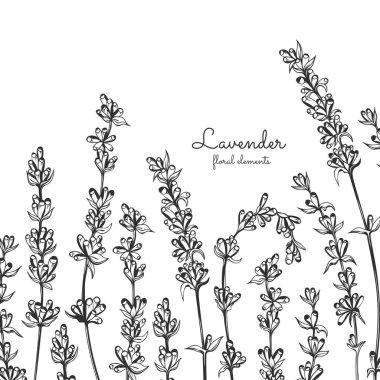 Vektör lavanta elle çizilmiş çizim. Lavanta geleneksel tıp tasarım, doğal ve organik ürünler.