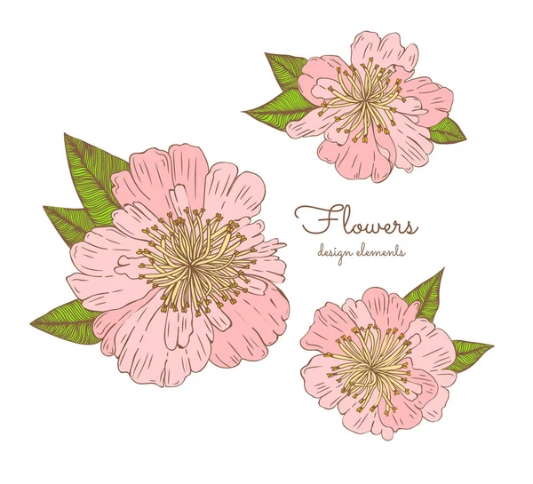 Conjunto detallado de flores dibujadas a mano: peonías florecientes. Aislado sobre fondo blanco. Flores vectoriales en estilo vintage . — Archivo Imágenes Vectoriales