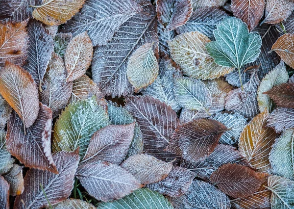 Fondo de hojas de otoño en las heladas — Foto de Stock