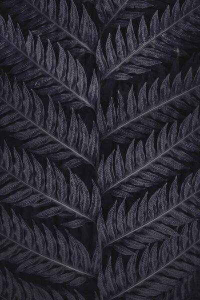 Крупный план папоротника
