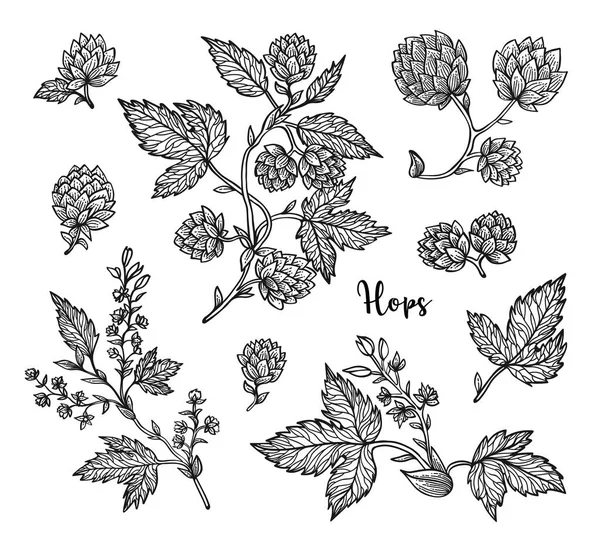 Branche de houblon avec feuilles et cônes de houblon. Houblon vintage pour étiquettes, emballage, affiche avec processus de production bière de brasserie . — Image vectorielle