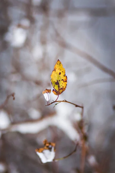 Winter has come. Branches in the snow and last autumn leaves. — Stock Photo, Image