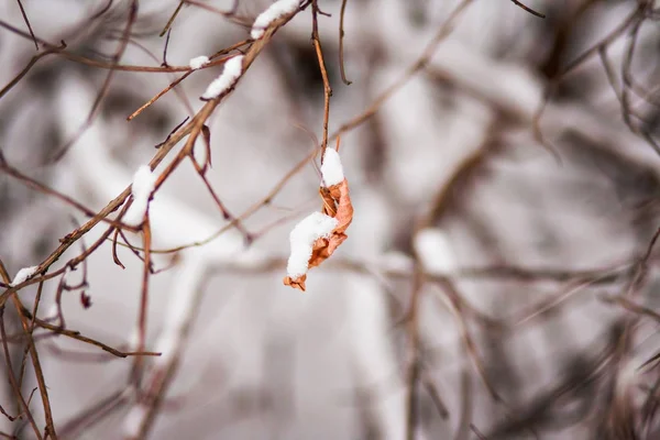 L'hiver est arrivé. Branches dans la neige et dernières feuilles d'automne . — Photo