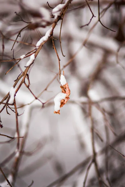 L'hiver est arrivé. Branches dans la neige et dernières feuilles d'automne . — Photo