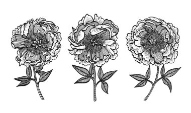 El-çizim peonies. Vektör grafik çiçekler. Tasarım öğeleri için davetiye, düğün tebrik kartları, kağıt, kozmetik veya gıda ürünleri ambalaj.