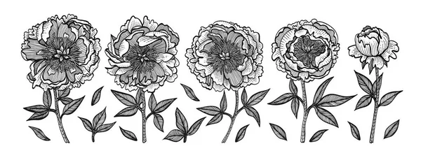 Pivoines dessinées à la main. Illustration de gravure vectorielle vintage. Isolé sur fond blanc. Eléments de conception pour invitations, cartes de vœux, papier d'emballage, emballage cosmétique, étiquettes, étiquettes . — Image vectorielle