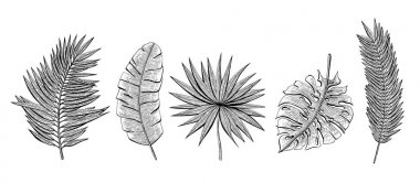 Tropikal kümesiyle elle çizilmiş yaprakları chamaerops, muz palmiye, chamaedoria, monstera, areca palm. Tasarım öğeleri için davetiye, tebrik kartları, ambalaj kağıdı, kozmetik ambalaj, etiket, el ilanı.