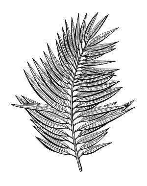 Chamadoria ile oyulmuş tropikal illüstrasyonlar. Düğün davetiyeleri, tebrik kartları, ambalaj kağıdı, ambalaj, etiket, Etiketler, tırnak, Bloglar, afiş vb kozmetik için çizilmiş öğeleri el.