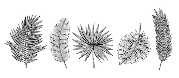 열 대와 손으로 그린 세트 chamaerops, 바나나 팜, chamaedoria, 몬스 테라, areca 팜 나뭇잎. 디자인 초대장, 인사말 카드, 포장지, 포장, 라벨, 전단지 화장품에 대 한 요소. — 스톡 벡터