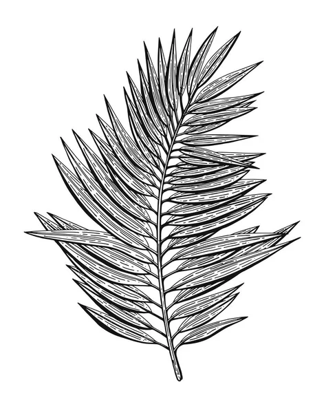 Chamadoria ile oyulmuş tropikal illüstrasyonlar. Düğün davetiyeleri, tebrik kartları, ambalaj kağıdı, ambalaj, etiket, Etiketler, tırnak, Bloglar, afiş vb kozmetik için çizilmiş öğeleri el.