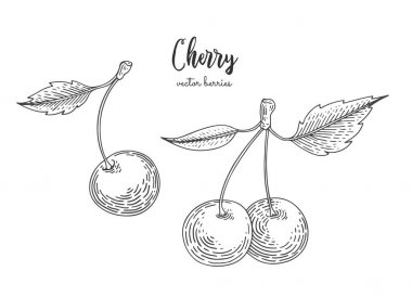 Beyaz arka plan üzerinde izole kiraz elle çizilmiş resimler. Tasarım öğeleri için menü, promosyon, reklam, tebrik kartları, ambalaj kağıdı, kozmetik ambalaj, etiket, el ilanı.