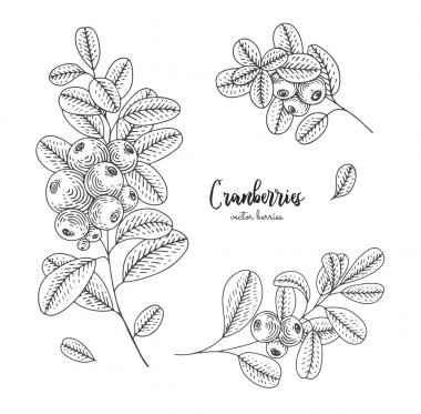 El set cranberries ile çekilmiş. Sağlık ve güzellik doğal ürünleri paket için tasarlayın. Oyma kroki vintage tarzı. Menü, promosyon, ambalaj kağıdı, kozmetik ambalaj için geçerli.