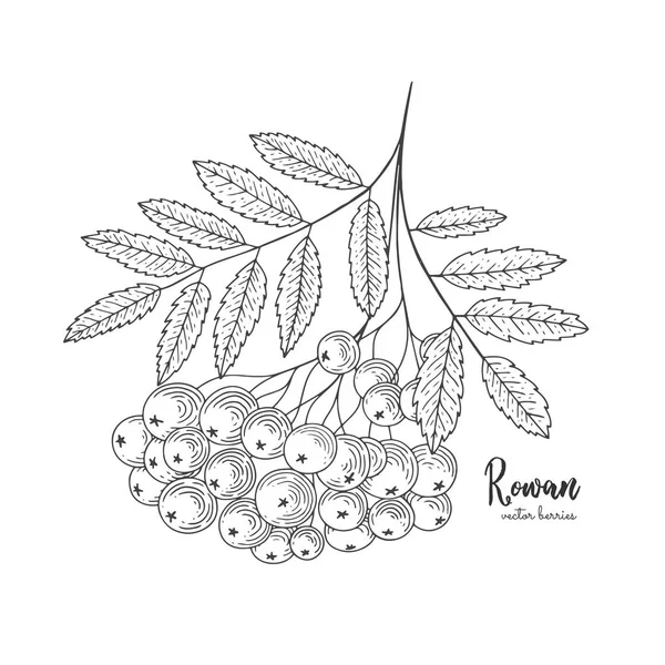 Hand drawn rowan bunch berries. Vintage botanical engraving illustration. Can be used for label, greeting cards, postcards, tag, flyer, packaging design cosmetics or eco product — Stock Vector