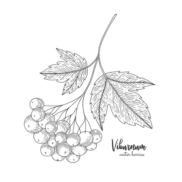 Viburnum esboço desenhado à mão. Design para pacote de produtos naturais de saúde e beleza. Comida saudável. Gravura vintage vetor preto ilustração . — Vetor de Stock