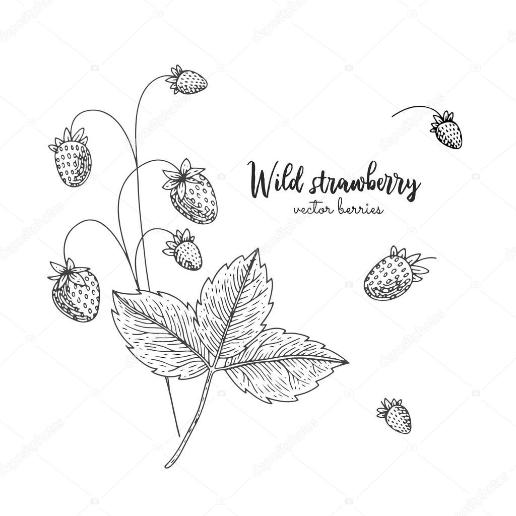 Hand drawn illustration of wild straweberry isolated on white background. Berries engraved style illustration. Detailed vegetarian food. Applicable for menu, flyer, label, poster, print, packaging.