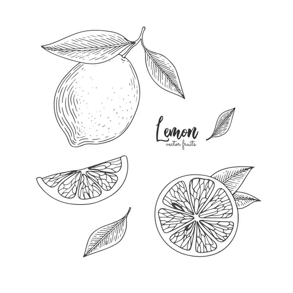 Ilustración de frutas con limón en el estilo de grabado. Elementos dibujados a mano para menú, tarjetas de felicitación, papel de envolver, envases de cosméticos, etiquetas, etiquetas, carteles, etc. . — Vector de stock