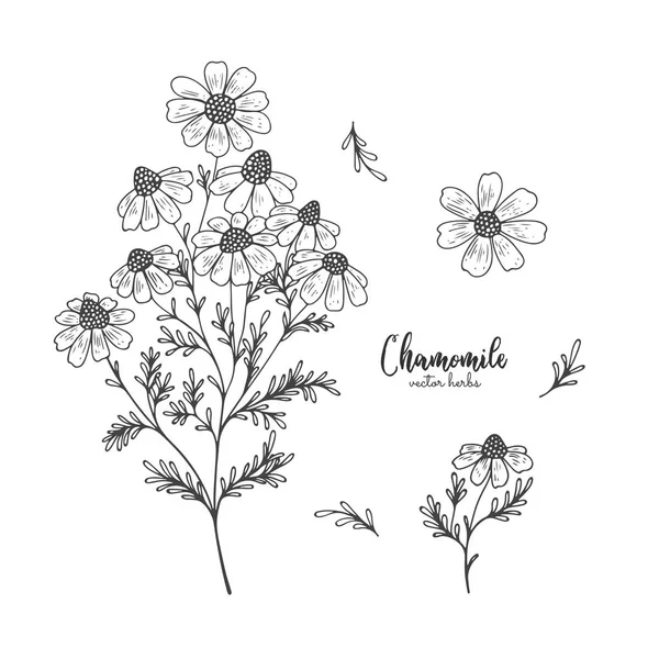 Chamomille sauvage fleur de champ isolé sur fond blanc. Guérison et cosmétique herbe. Plante médicale pour la conception paquet thé, cosmétique biologique, médecine naturelle, carte de vœux, mariage — Image vectorielle