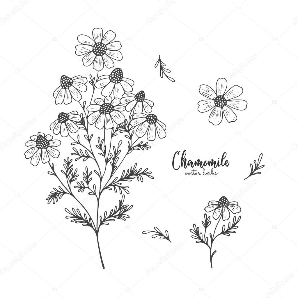 Chamomile wild field flower isolated on white background. Healing and cosmetics herb. Medical plant for design package tea, organic cosmetic, natural medicine, greeting card, wedding